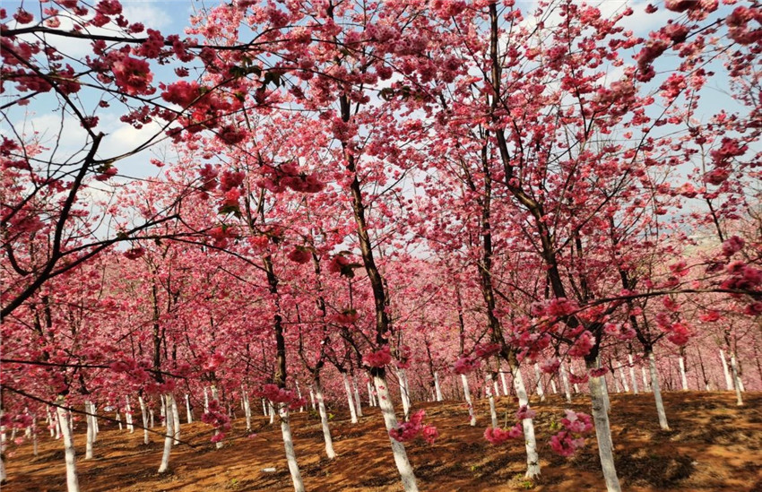 九洲国际官网(中国区)股份有限公司